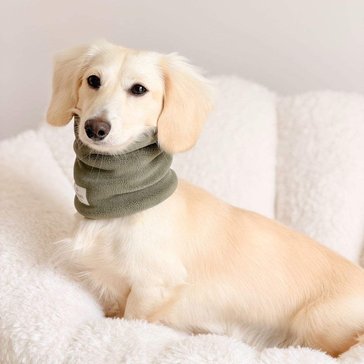 A cream-colored dachshund lying on a white fluffy blanket, wearing an olive green knit neck warmer.