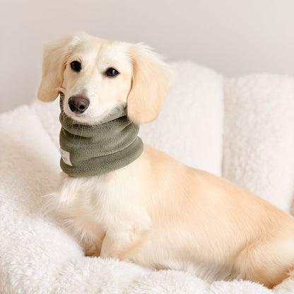 A cream-colored dachshund lying on a white fluffy blanket, wearing an olive green knit neck warmer.
