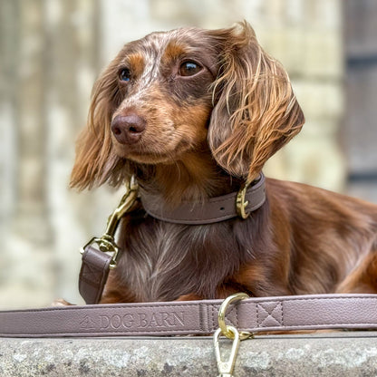 A brown dachshund wearing a brown leather collar with gold hardware, lying on a stone ledge next to a matching brown leather leash and key fob set by Dog Barn.