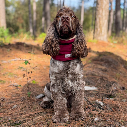 A brown and white spaniel-type dog sitting on a pine-needle-covered forest ground, wearing a burgundy harness.