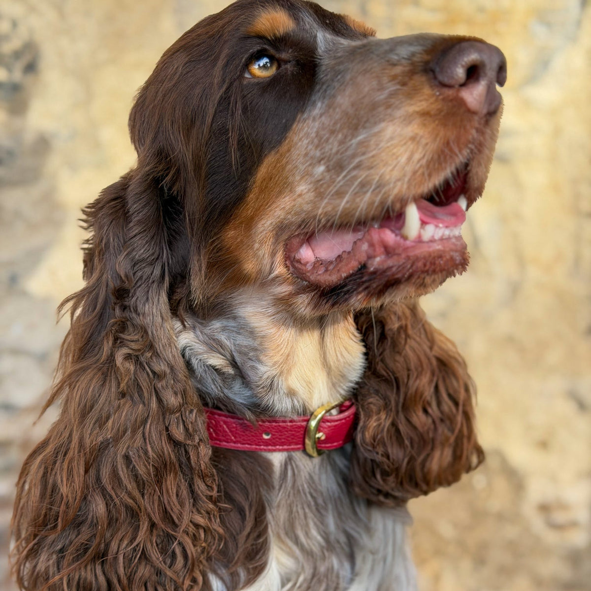 Berry Moors Heritage Leather Collar