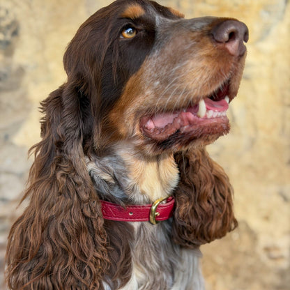 Berry Moors Heritage Leather Collar