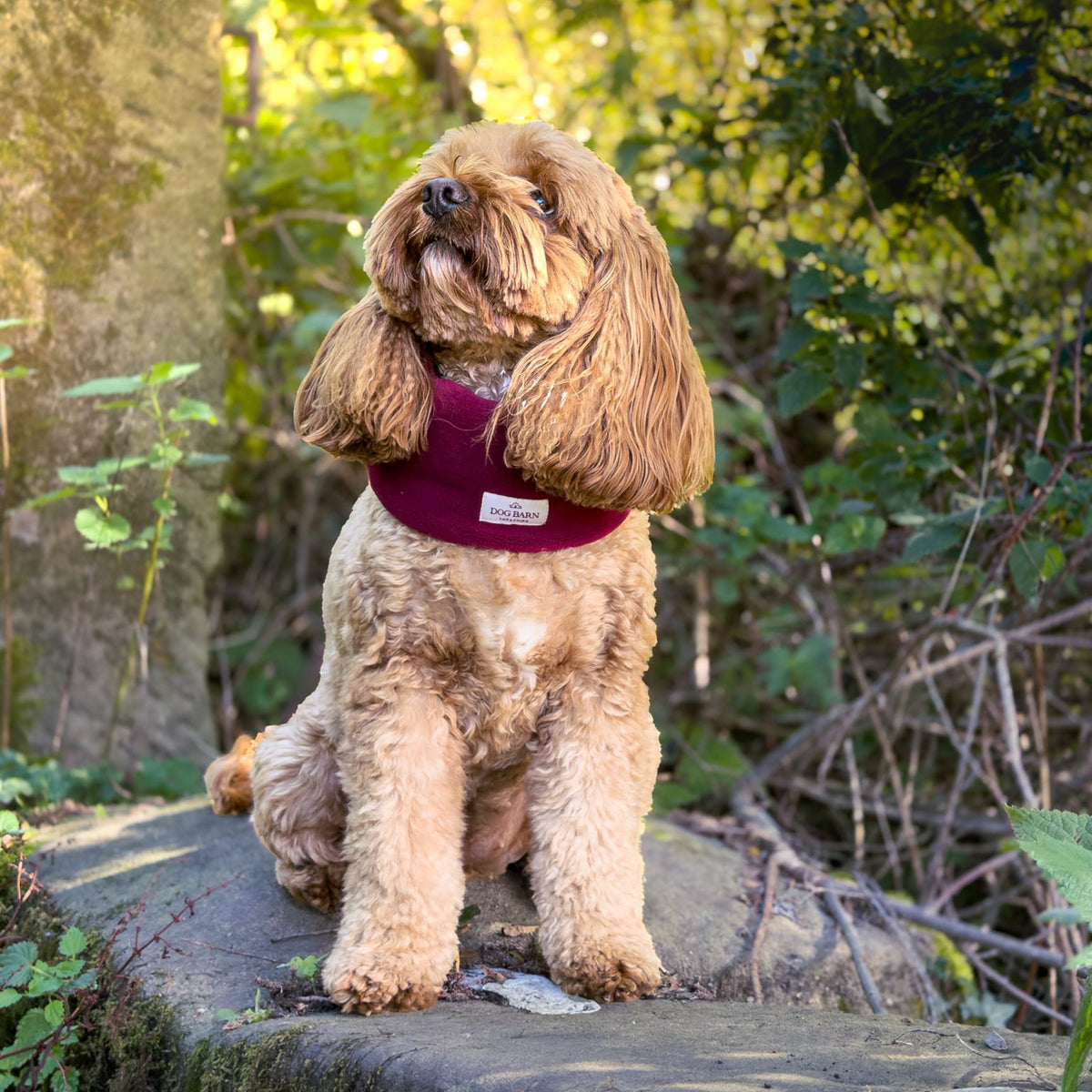 A small tan dog sitting on a mossy stone in a sunlit outdoor garden, wearing a burgundy pet harness.