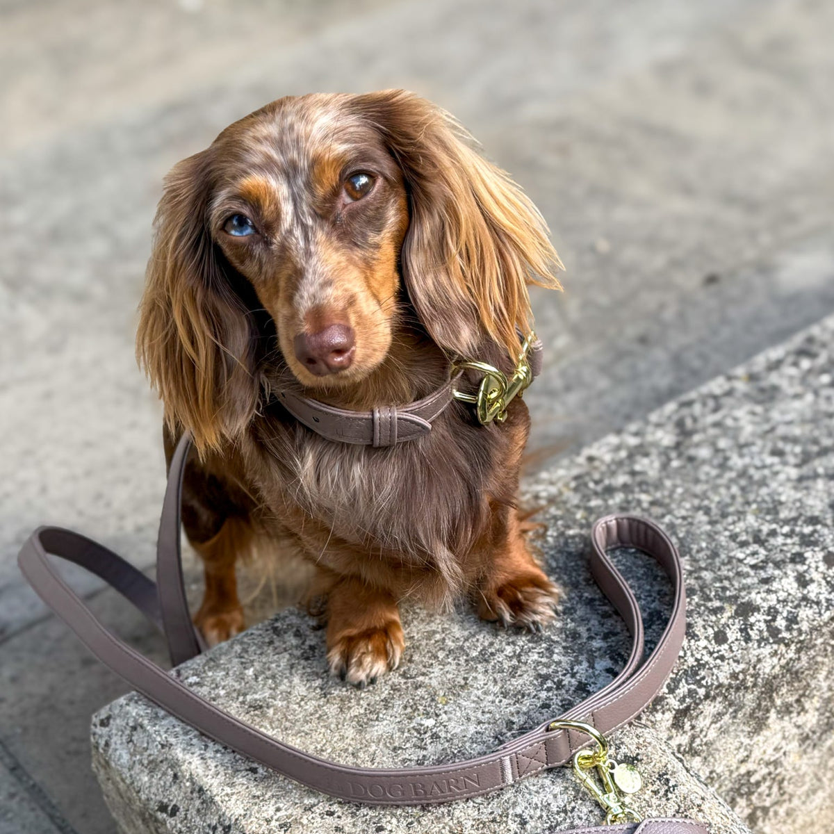 A brown dachshund sits on a stone step outdoors while wearing a matching brown leather collar, with a matching brown leather leash and small wallet laid beside it on the concrete.