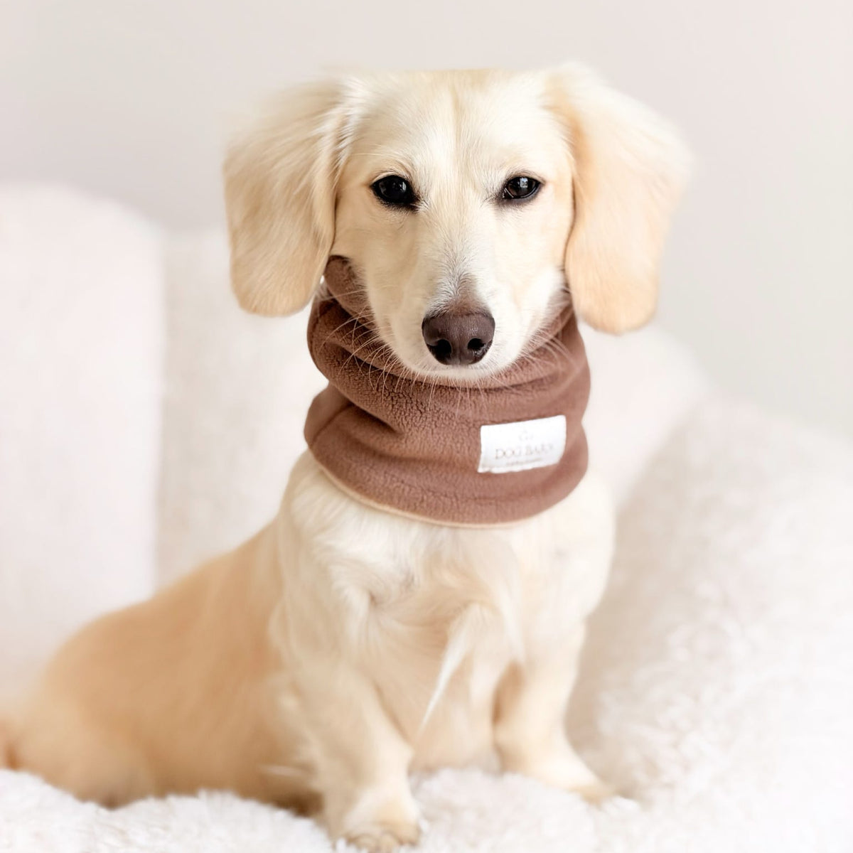 A cream-colored dachshund sitting on a white textured blanket, wearing a brown fabric dog neck warmer with a small white brand label.