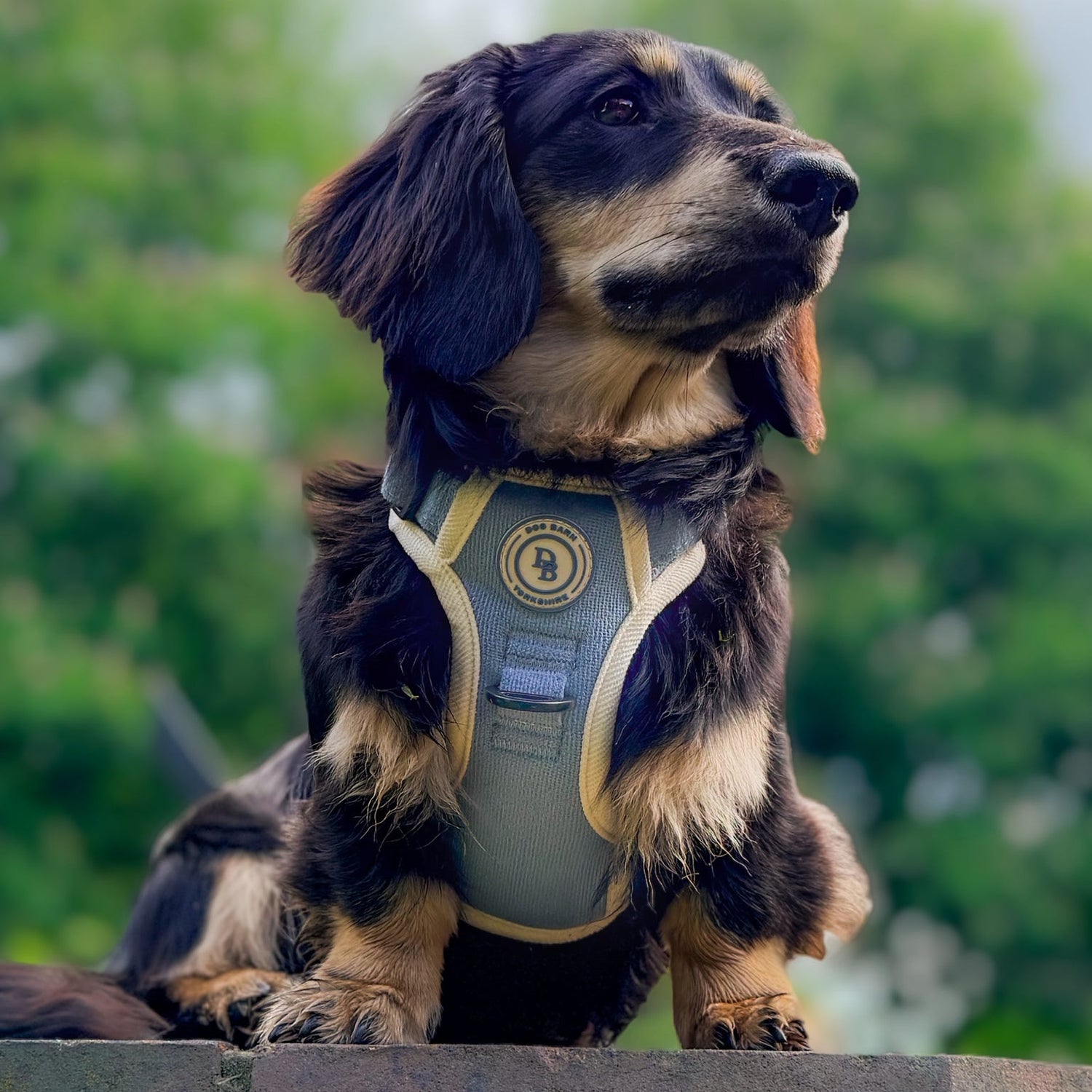 Dog wearing a harness with a blurred green background