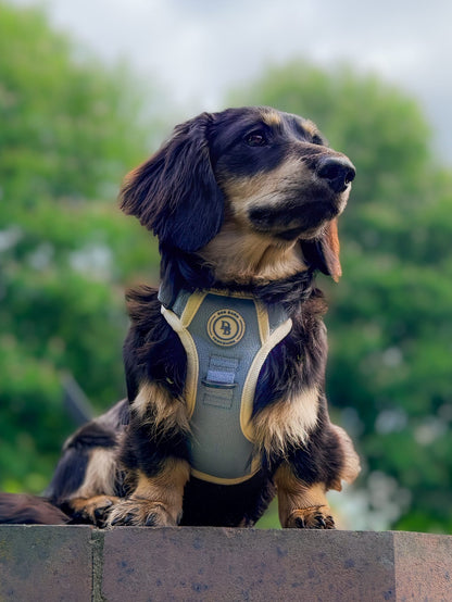 Dachshund Blue Sky Moor Adventurer Harness (Corded Material)