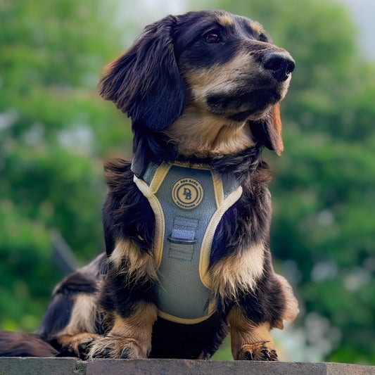 Dog wearing a harness with a blurred green background