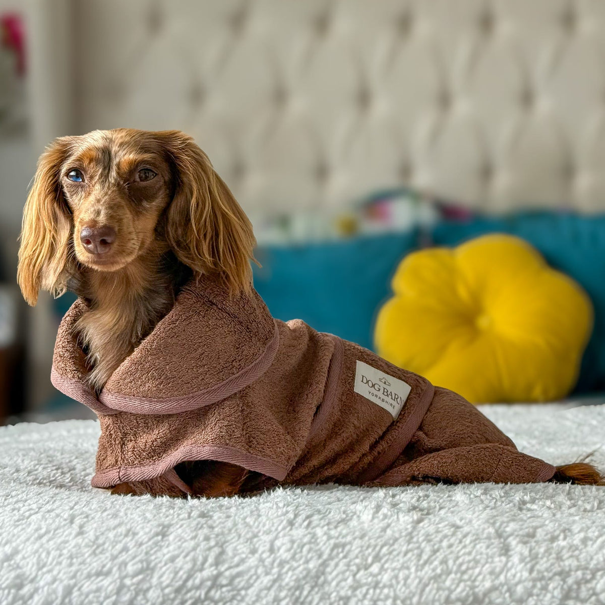 A dachshund lying on a white textured blanket in front of a tufted headboard, wearing a brown plush pet robe with a hood. A small brand tag is visible on the sleeve.