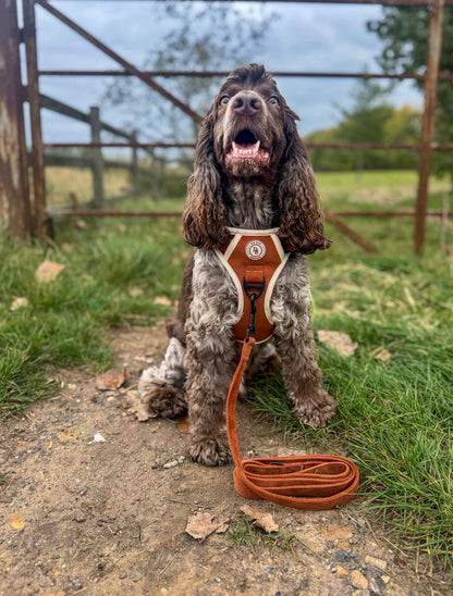 Autumn Spice Adventurer Harness