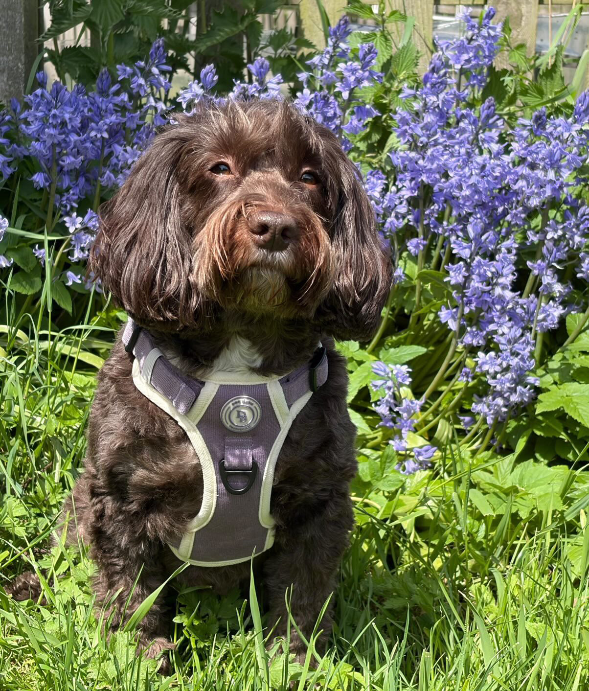 Lavender Meadow Adventurer (Corded) Bundle