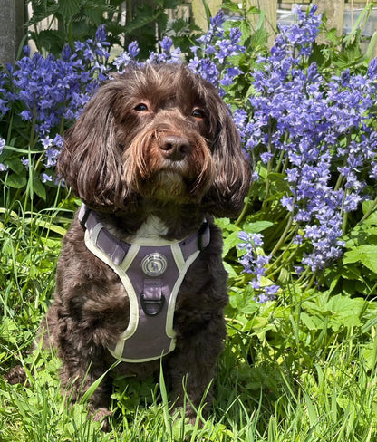 Lavender Meadow Adventurer (Corded) Bundle