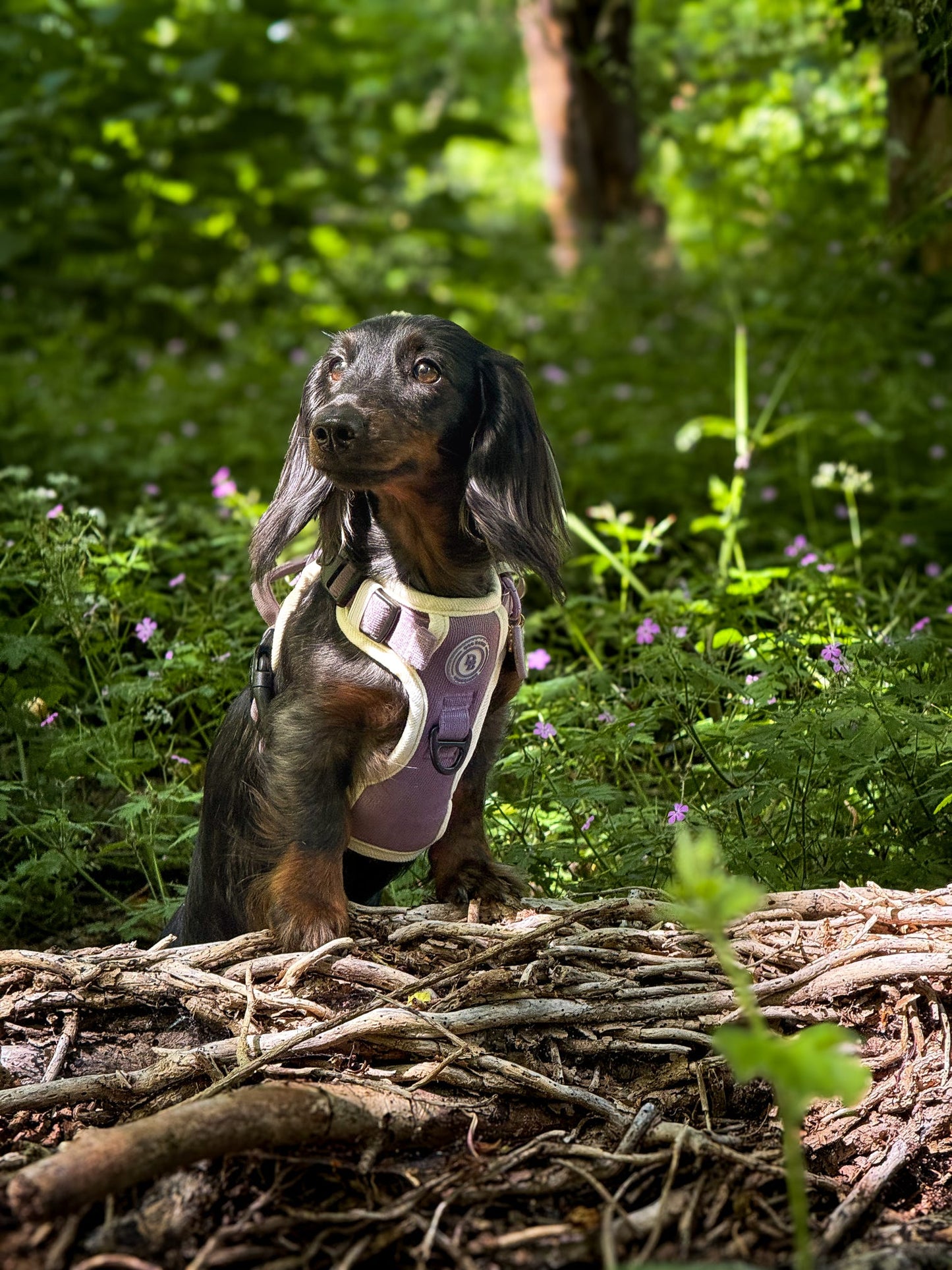 Dachshund Lavender Meadow Adventurer Harness (Corded Material)