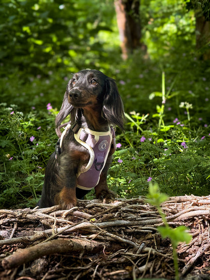 Dachshund Lavender Meadow Adventurer Harness (Corded Material)