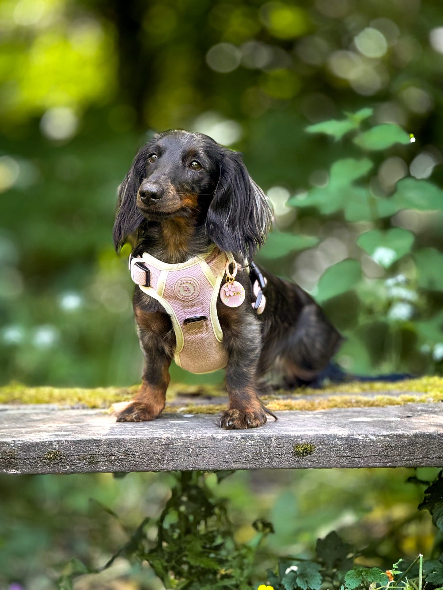 Dachshund Blush Petal Adventurer Harness