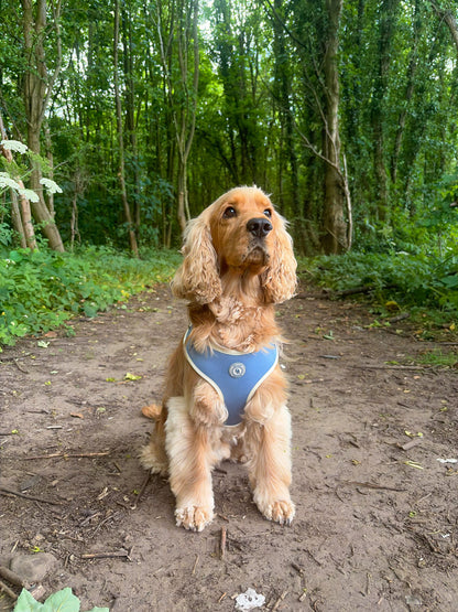 Blue Sky Moor Harness Bundle
