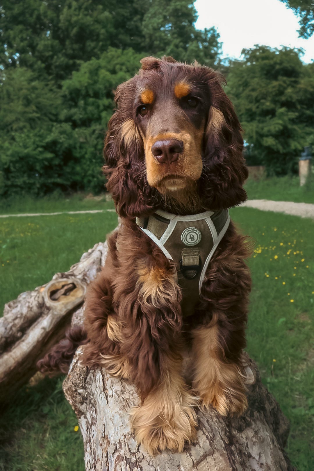 Forest Glade Adventurer Harness