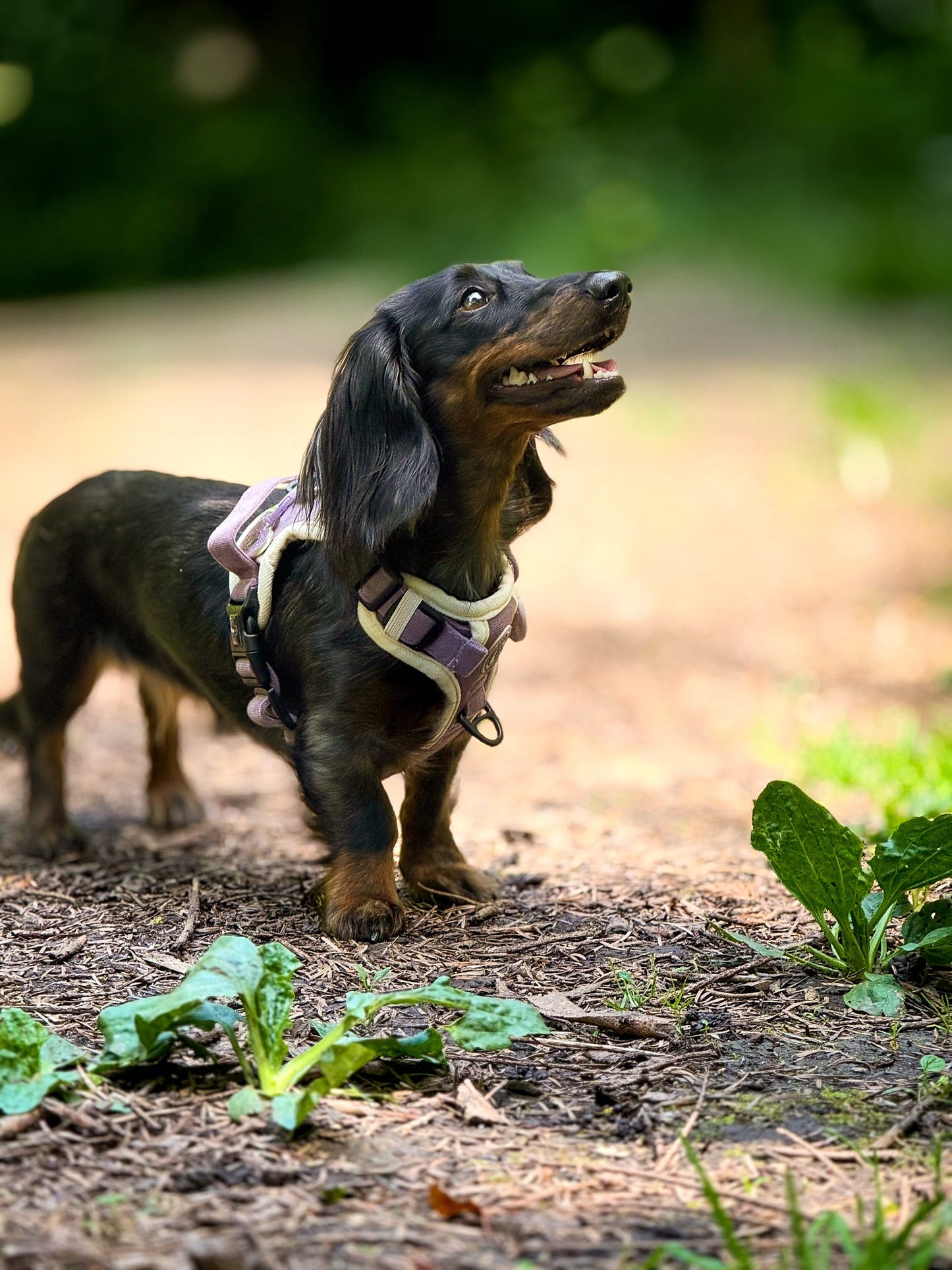 Dachshund Lavender Meadow Adventurer Harness (Corded Material)