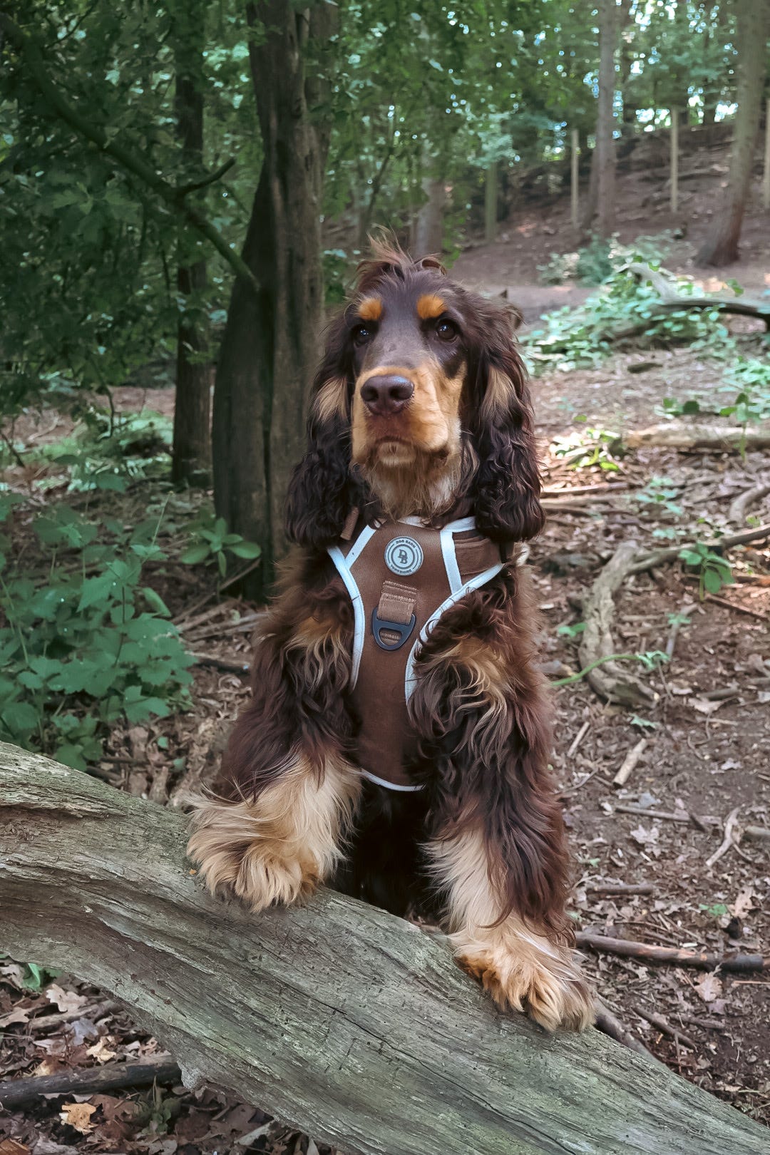 Chestnut Trail Adventurer Harness