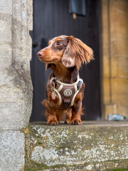 Chestnut Trail Adventurer Harness