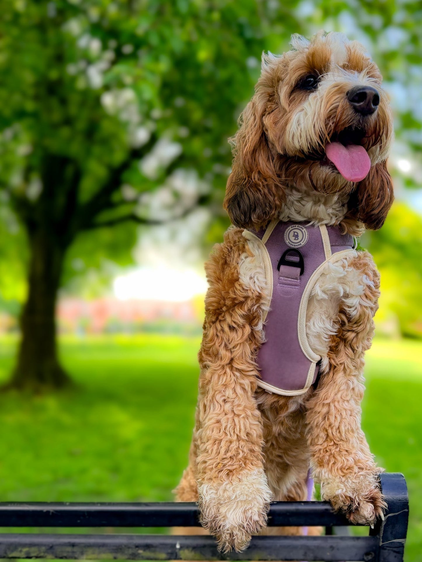 Lavender Meadow Adventurer (Corded) Bundle