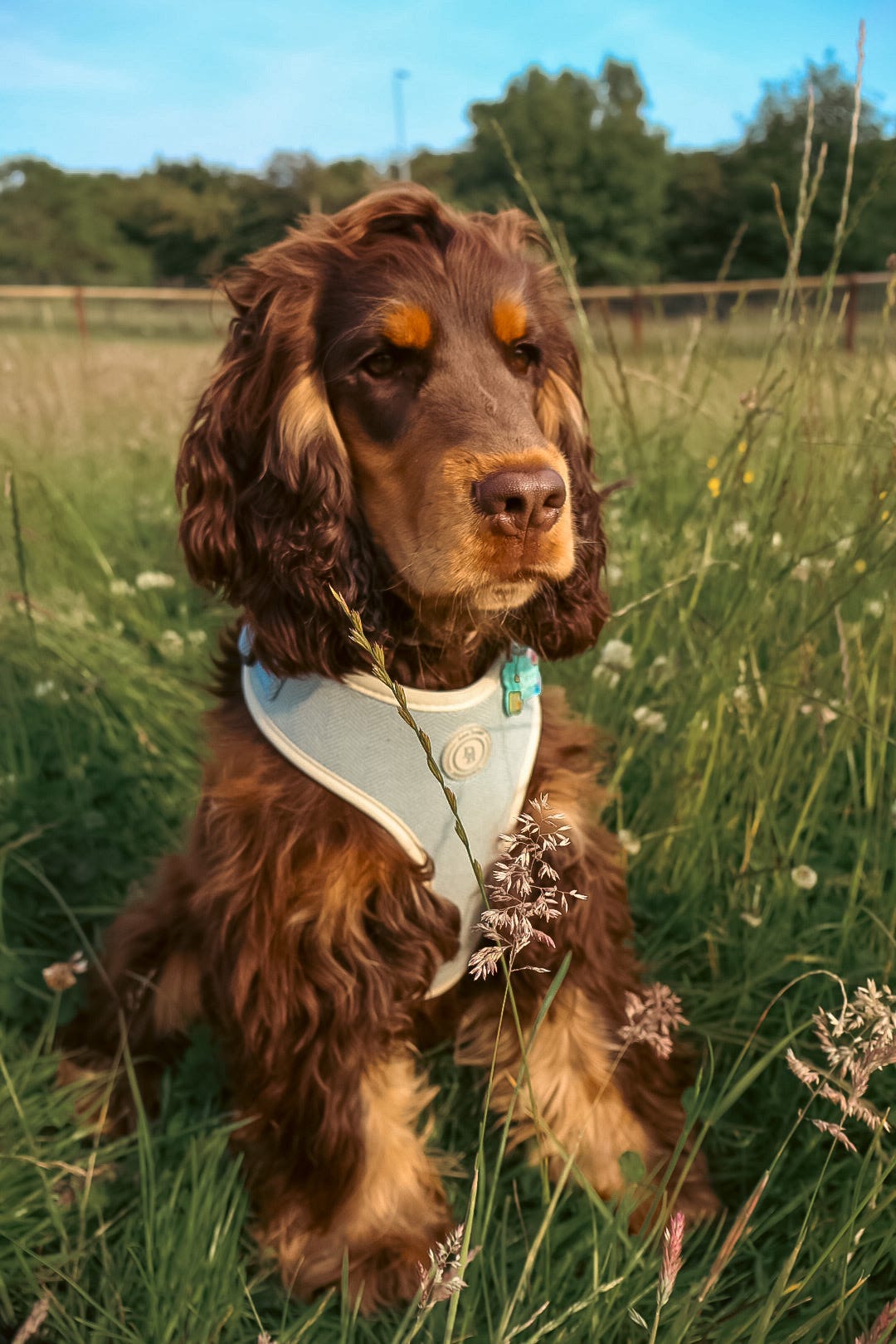 Duck Egg Vale Tweed Harness