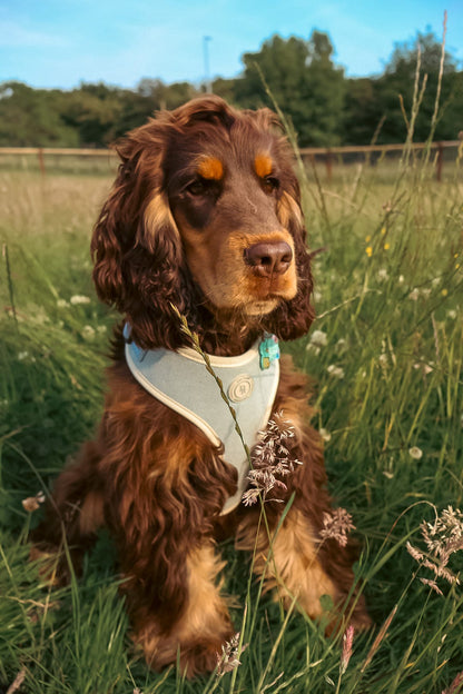 Duck Egg Vale Tweed Harness