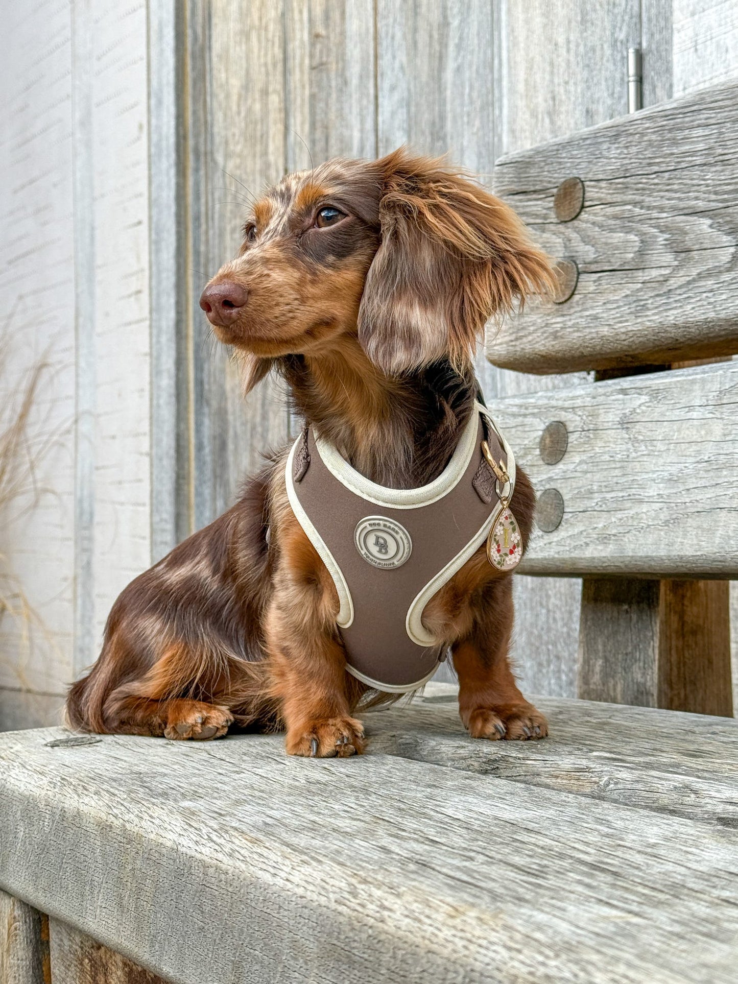 Chestnut Trail Harness