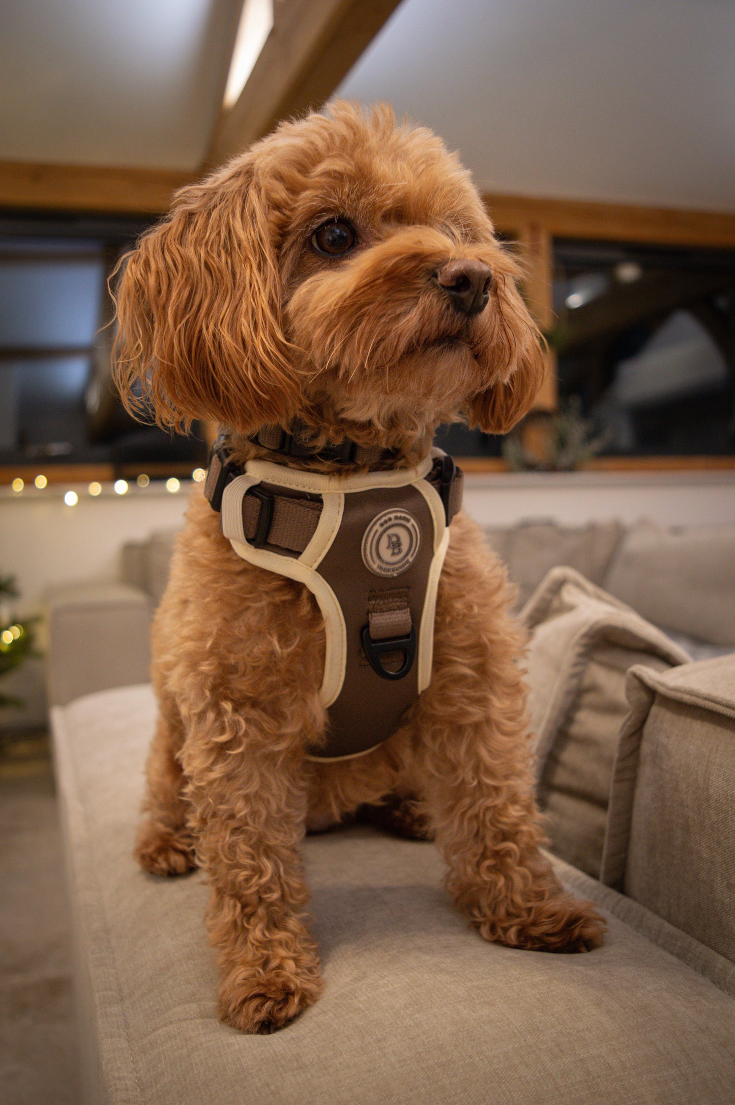 Chestnut Trail Adventurer Harness