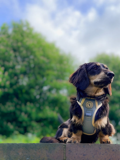 Dachshund Blue Sky Moor Adventurer Harness (Corded Material)