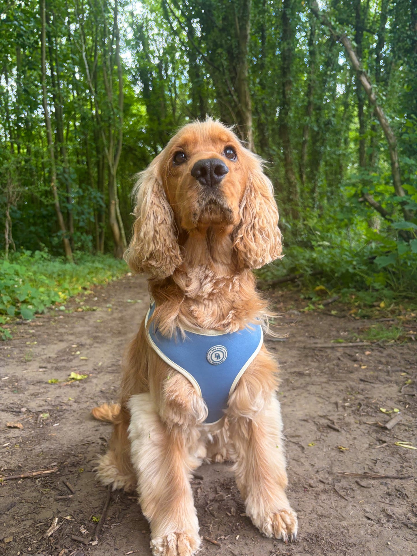 Blue Sky Moor Harness Bundle