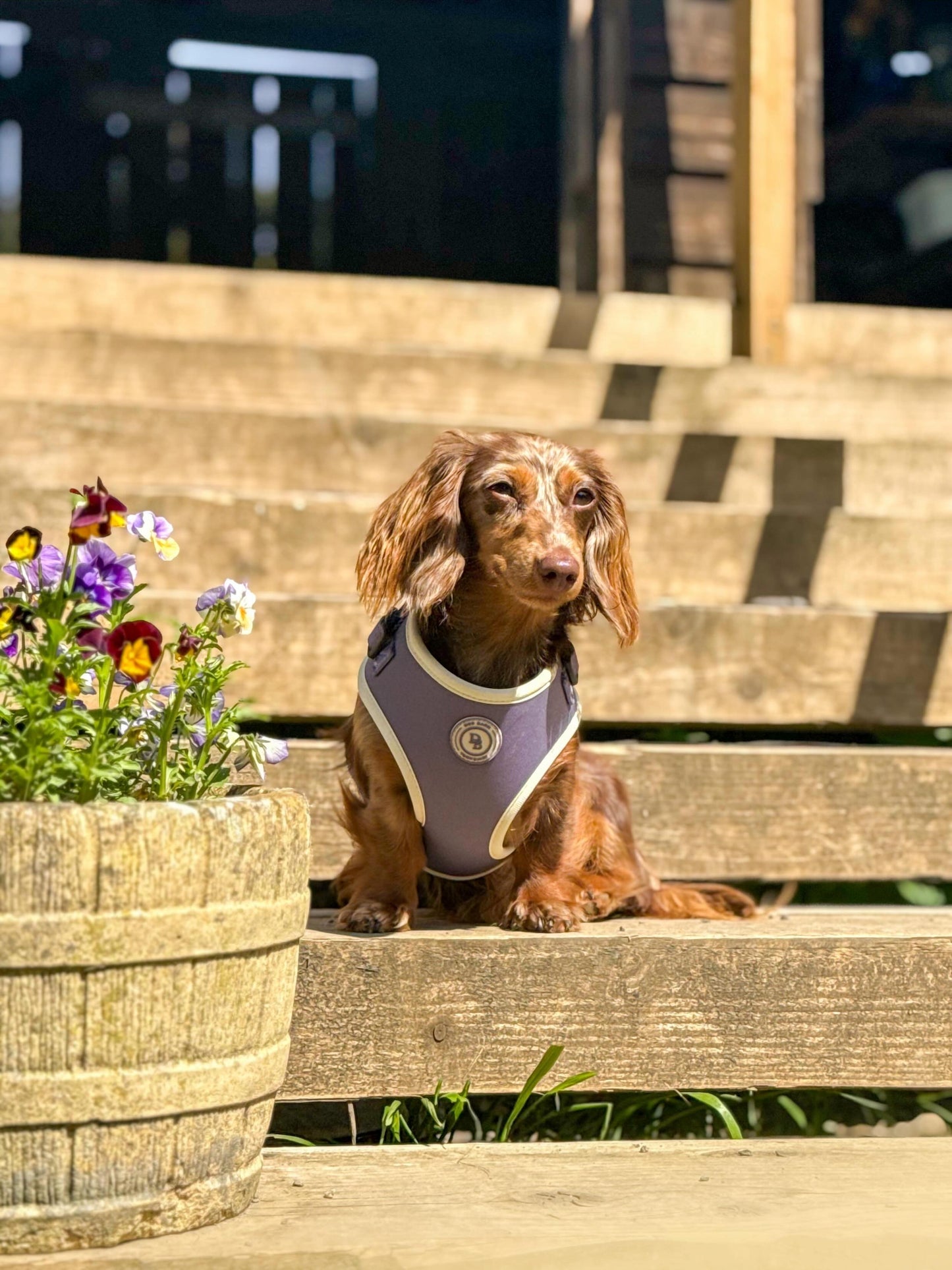 Lavender Meadow Harness