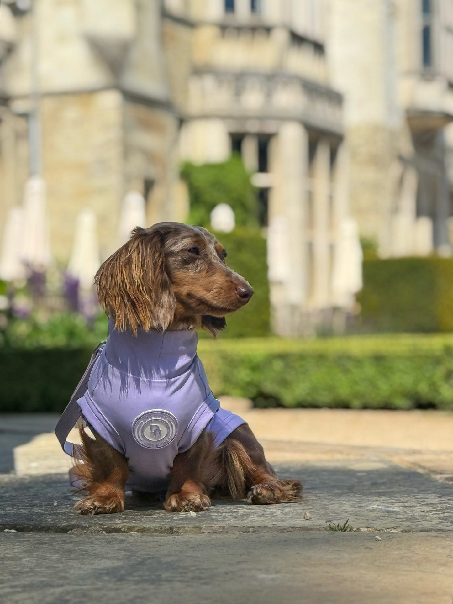 Dachshund Lavender Meadow Summer T-Shirt