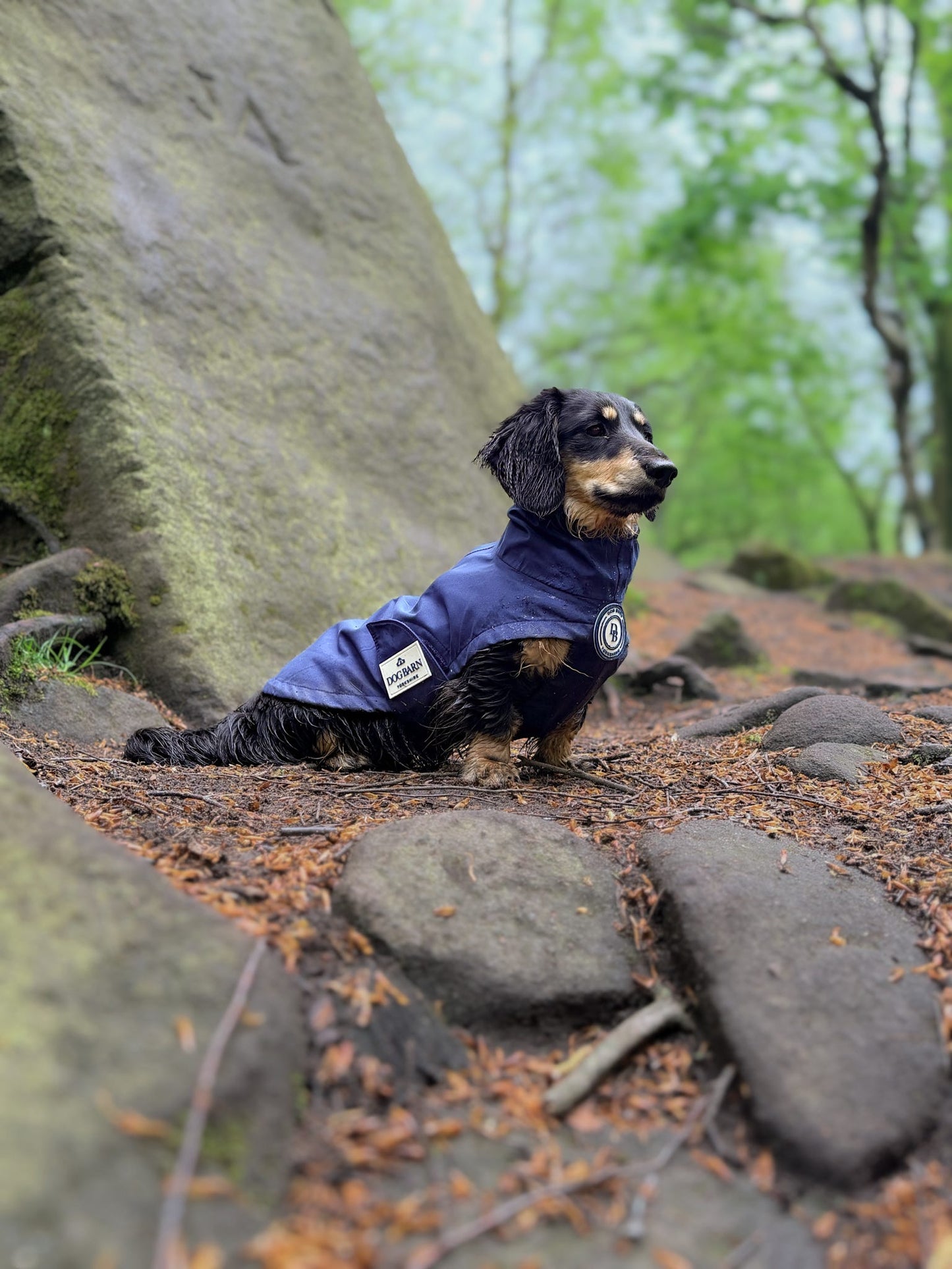 Dachshund Starlit Meadows Rain Jacket