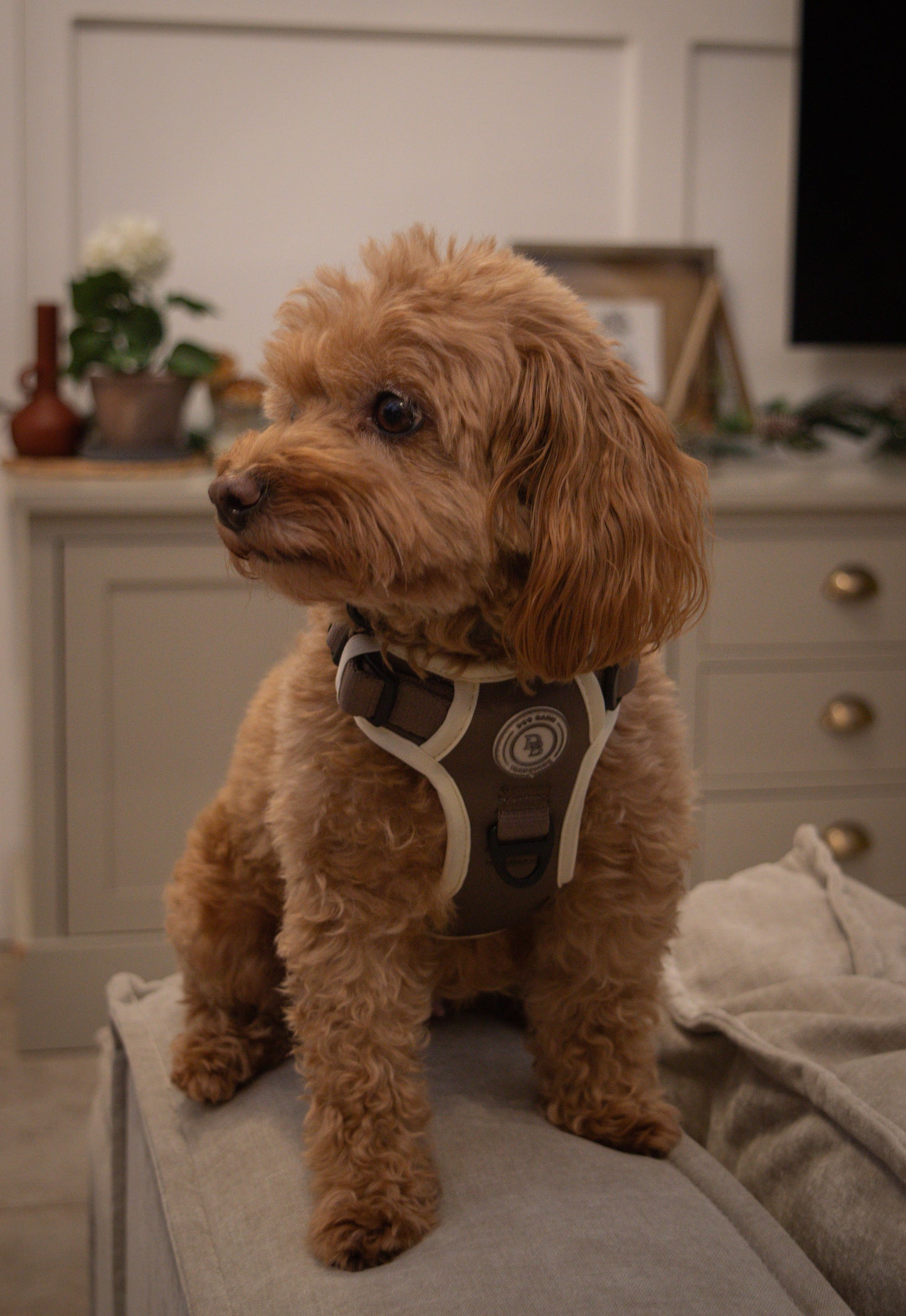 Chestnut Trail Adventurer Harness