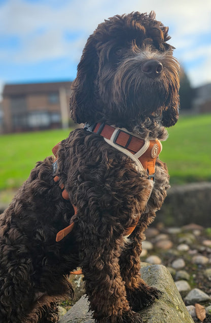 Autumn Spice Adventurer Harness