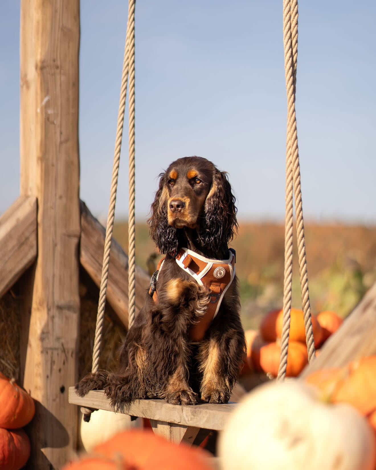 Autumn Spice Adventurer Harness