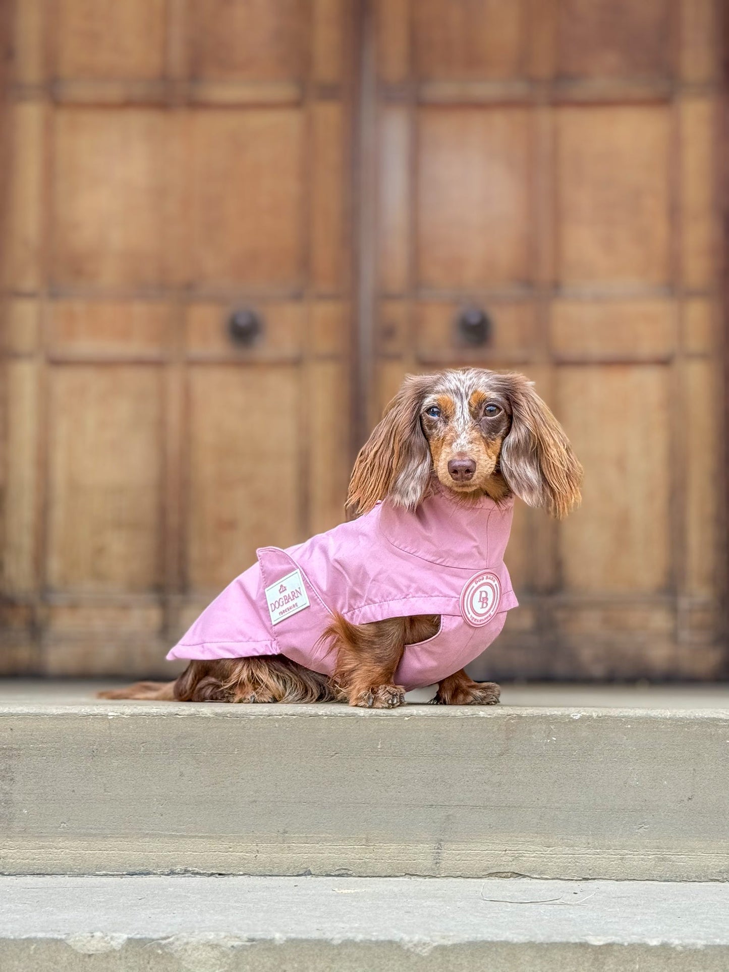 Dachshund Blush Petal Rain Jacket