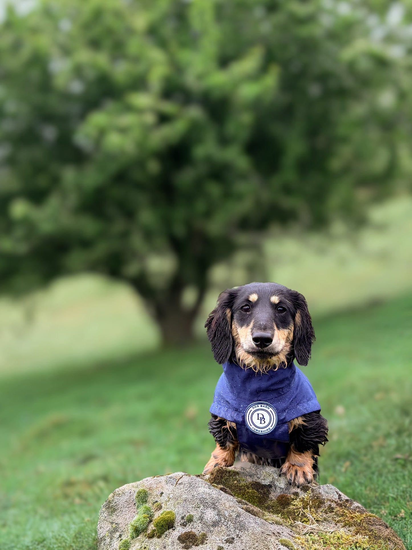 Dachshund Starlit Meadows Rain Jacket