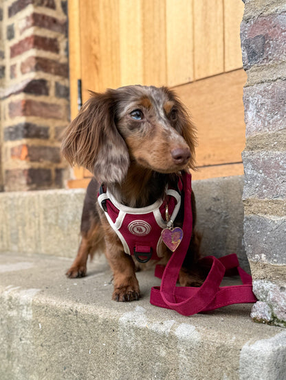 Dachshund Berry Moors Adventurer Harness (Corded Material)