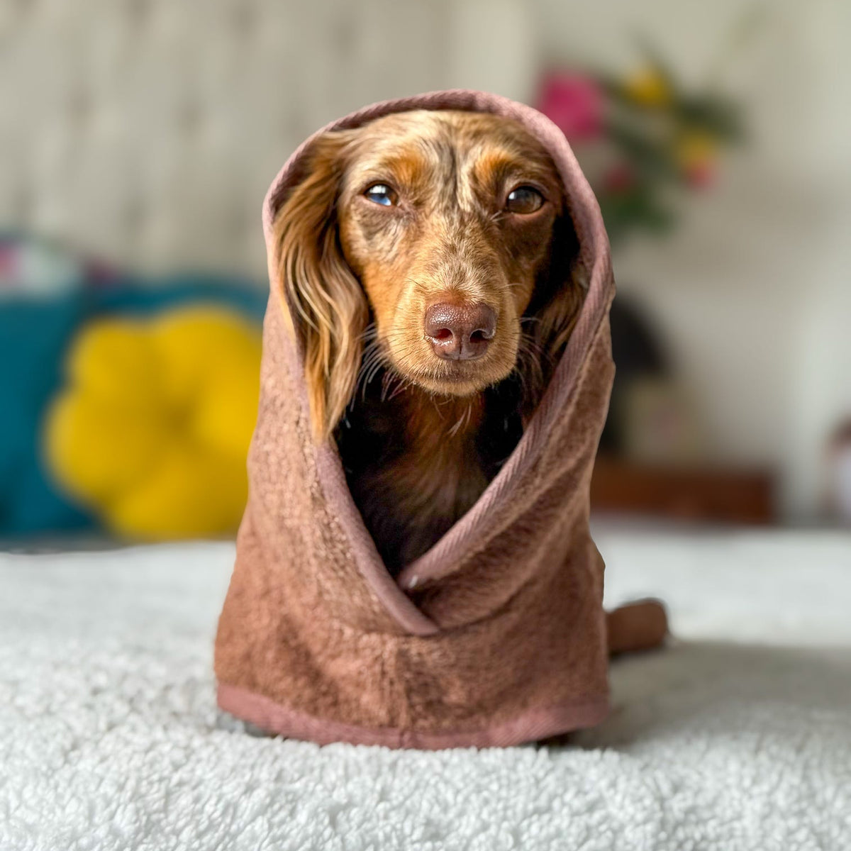 A small brown dog wrapped in a dusty rose pink towel, sitting on a white textured blanket in a softly blurred bedroom setting.