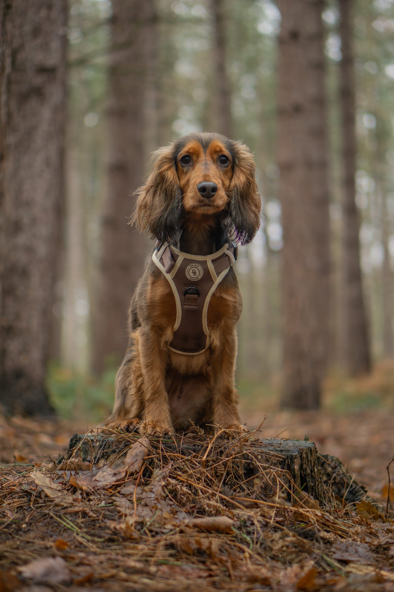 Chestnut Trail Adventurer Harness