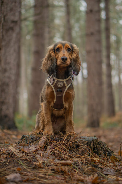 Chestnut Trail Adventurer Harness