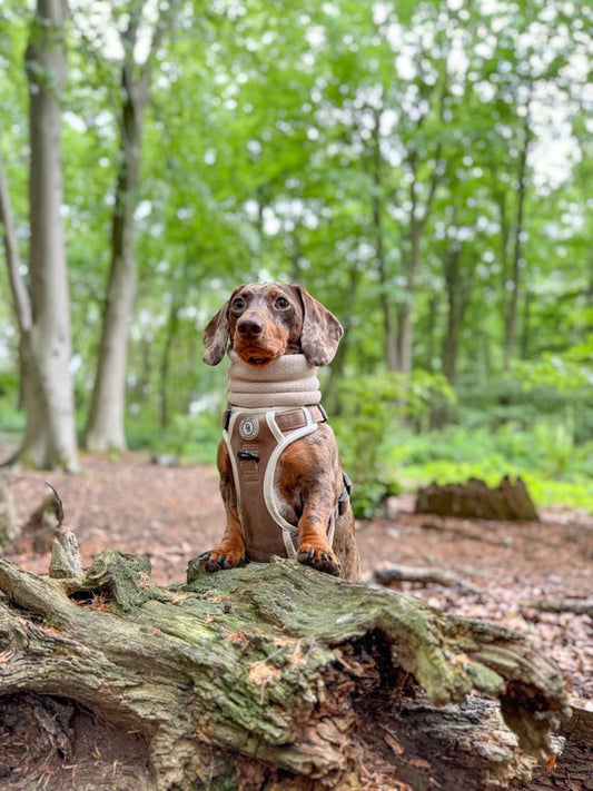 Dachshund Chestnut Trail Adventurer Harness (Corded Material)