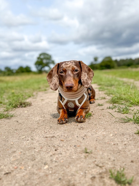 Chestnut Trail Adventurer Harness