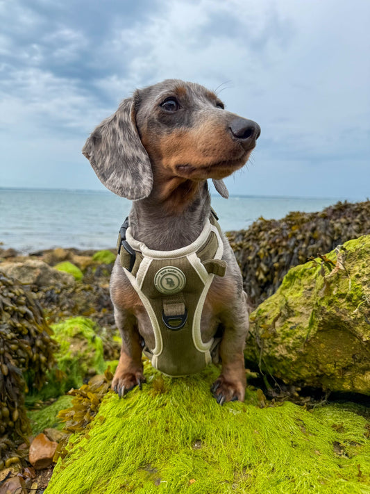 Dachshund Forest Glade Adventurer Harness (Corded Material)