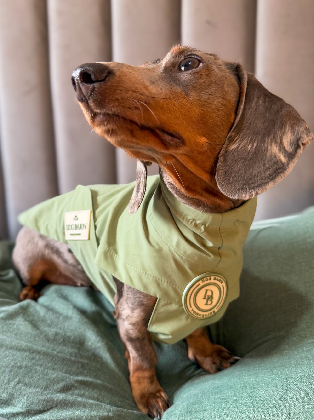 Dachshund Sage Glade Rain Jacket