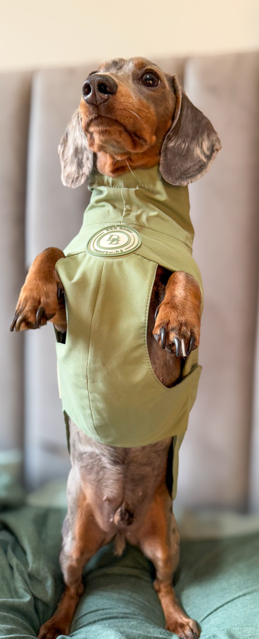 Dachshund Sage Glade Rain Jacket