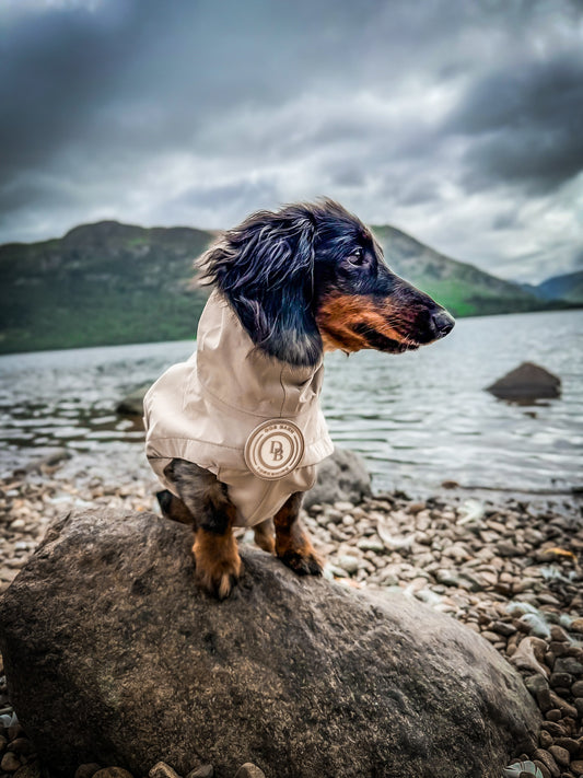 Dachshund Truffle Dusk Rain Jacket