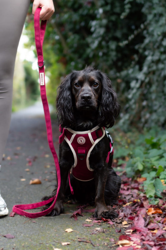 Berry Moors Adventurer Harness